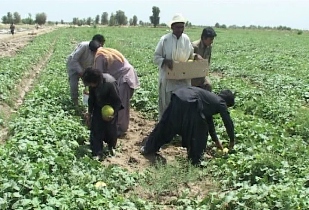 افتتاح21 طرح کشاورزی در خاش