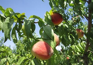 تولید 40 درصد از محصولات سردرختی استان اردبیل در مشگین شهر