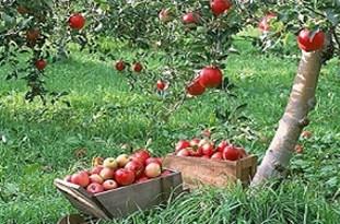 ۶۰۰۰ هکتار از اراضی ایلام باغ است