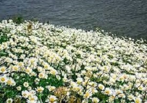 بهره برداری از فاز دوم کلکسیون گیاهان دارویی در اردبیل