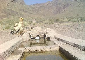 مشاهده کرکس مصری در پارک ملی بختگان