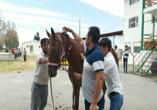 تراشه زیر جلدی برای درج اطلاعات نژادی اسب های ترکمن/صدور شناسنامه اسب ها علمی می شود