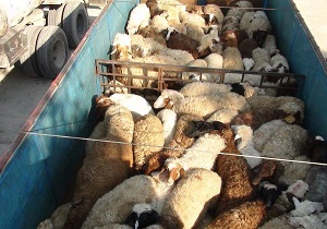 توقیف یک دستگاه کامیون با120 راس گوسفند قاچاق