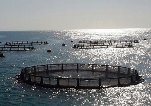 تولید 15 تن ماهی دریایی در استخرهای خاکی هرمزگان