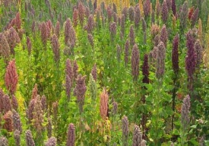 کشت برنج اینکا برای نخستین بار در هرمزگان