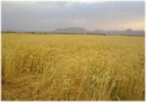 بیش از چهار هزار تن گندم مازاد بر مصرف کشاورزان خاش خریداری شد