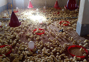 آغاز کار مرغداری گوشتی وطرح پرورش زنبور عسل واحد بروجرد