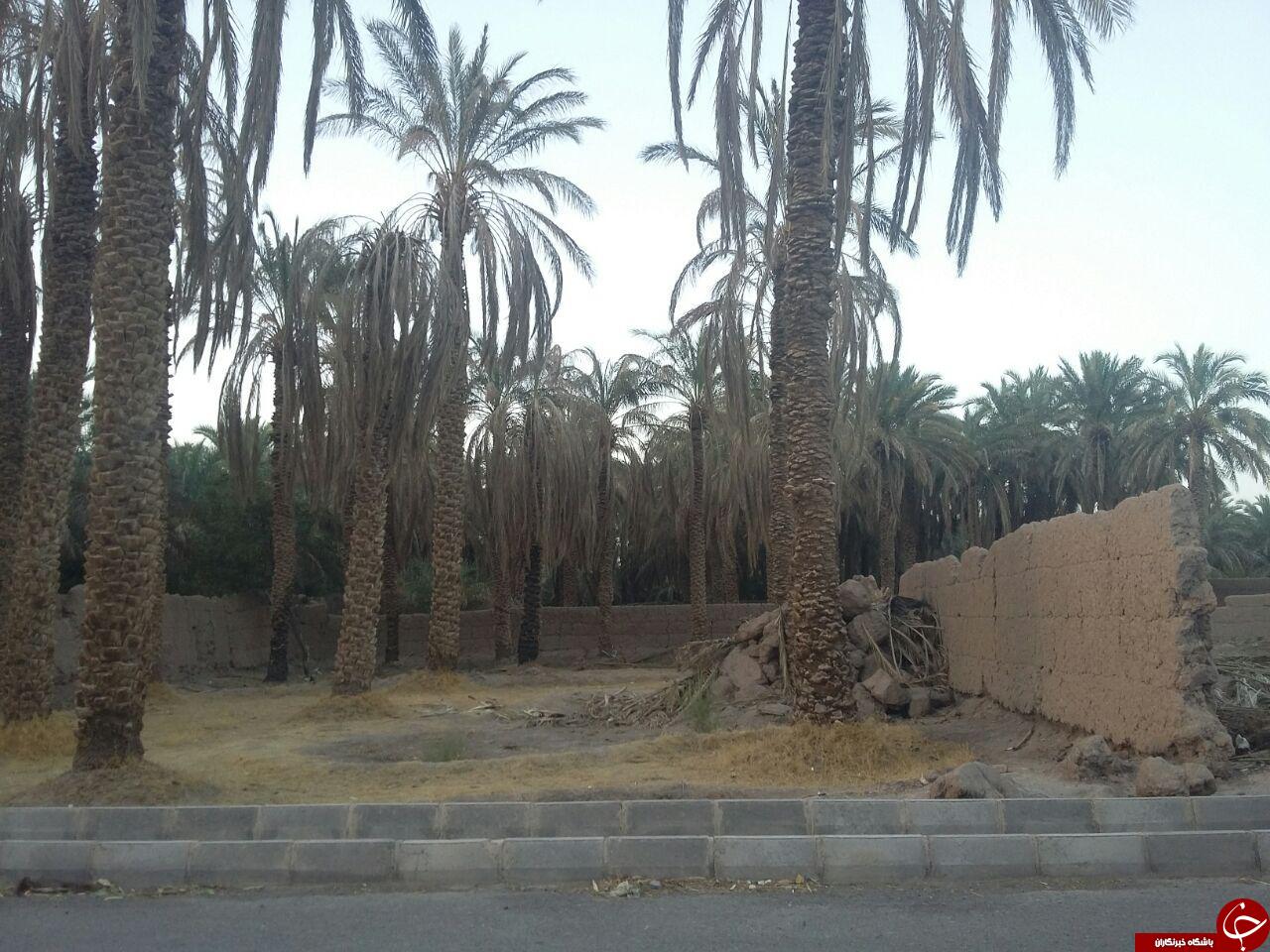 سونامی خشکسالی نخلستان&zwnj;ها در اکبراباد  + تصاویر