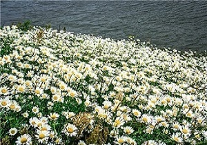 اجرای طرح کشت گیاهان دارویی در پارس‌آباد