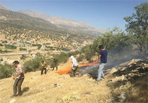 مراتع چاه تلخ شهرستان باشت طعمه حریق شد