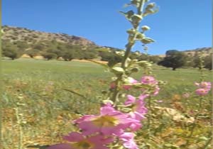 طبیعت سرسبز لردگان در قاب دوربین + فیلم