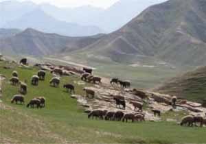 دام های سبک جویبار در مسیر سوادکوه