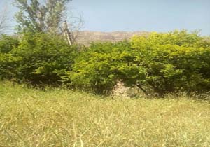 مناظری از طبیعت بکر و زیبا در لردگان + تصاویر