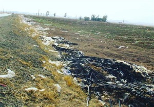 مدیریت پسماند حاصل از کشت جالیزی توسط کشاورزان الزامی است