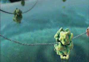 طراحی زیست‌حسگر DNA در مازندران
