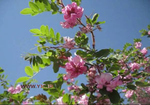 نمایی از گل‌های اقاقی زیبا در قمصر + فیلم