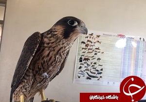 کشف شاهین های شکاری در تاکستان