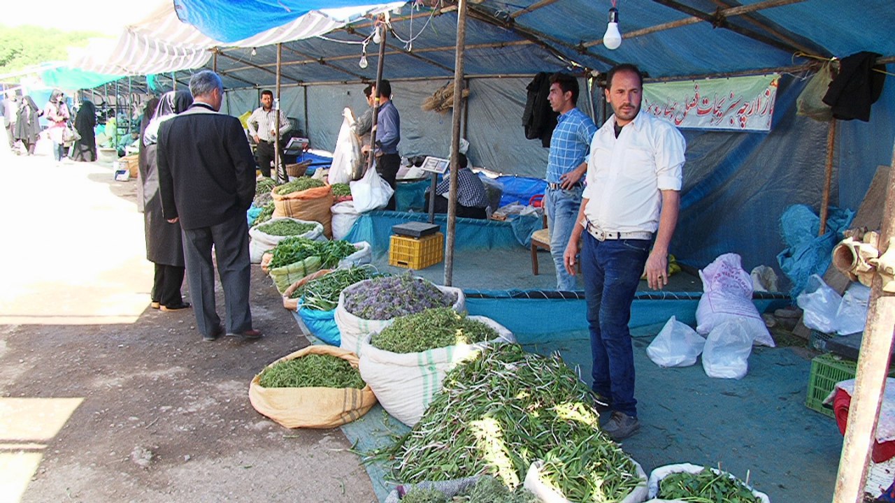 رونق بازار گیاهان کوهی در مراغه