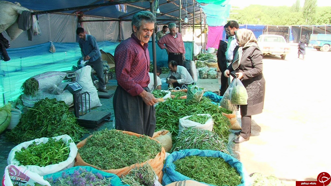 رونق بازار گیاهان کوهی در مراغه