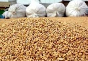 کشف ۱۲۰ کیلوگرم ریز مغذی تاریخ گذشته