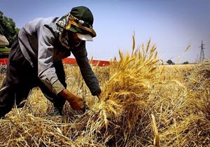 خرید 22 هزار تن گندم از کشاورزان گچساران