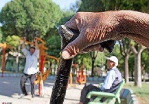 ایرانیان با سن بالای صد سال در کدام استان ها زندگی می کنند؟