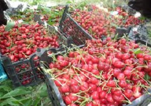 درختان میوه های تابستانه در کردستان به ثمرنشست