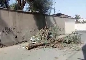 لحظه سقوط درخت بر روی پژوپارس + فیلم
