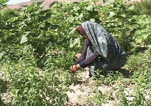 کاشت 20 گونه گیاه دارویی توسط بانوی کشاورز روستای وحدت آباد