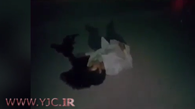 هلاکت انتحاری داعشی دوچرخه&zwnj;سوار +فیلم