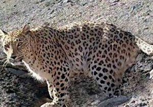 تصویربرداری از 3 پلنگ ایرانی در پناهگاه حیات وحش عباس آباد نایین