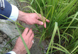 نخستین خوشه‌های برنج در سوادکوه شمالی به بار نشست