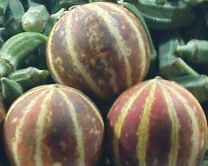 آغاز برداشت محصول گرمک در سیروان