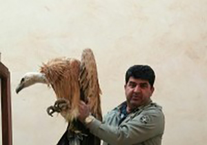رهاسازی یک بهله کرکس در دامان طبیعت پیرانشهر
