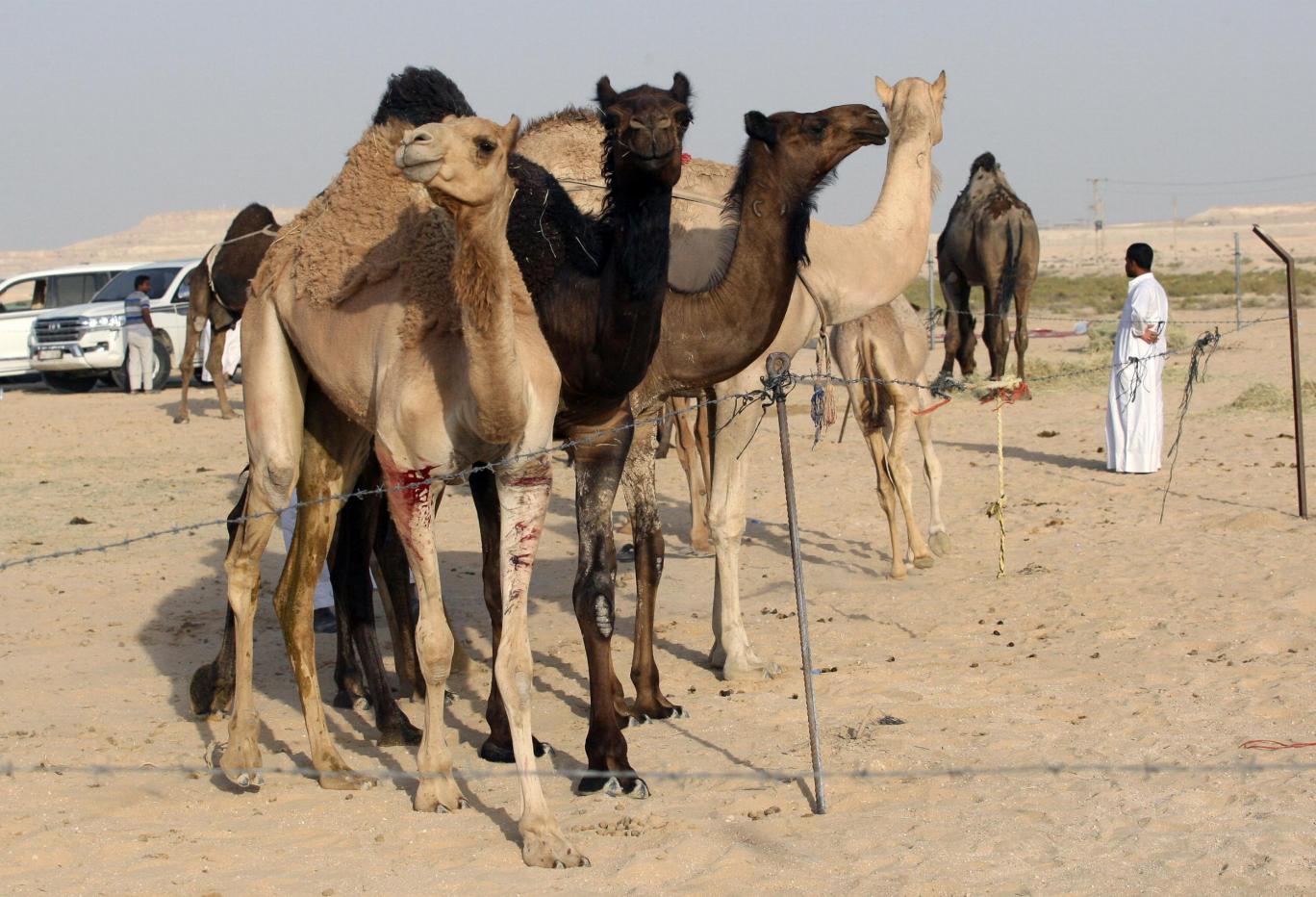 دستور خروج ۱۲ هزار شتر و گوسفند قطری از مراتع عربستان
