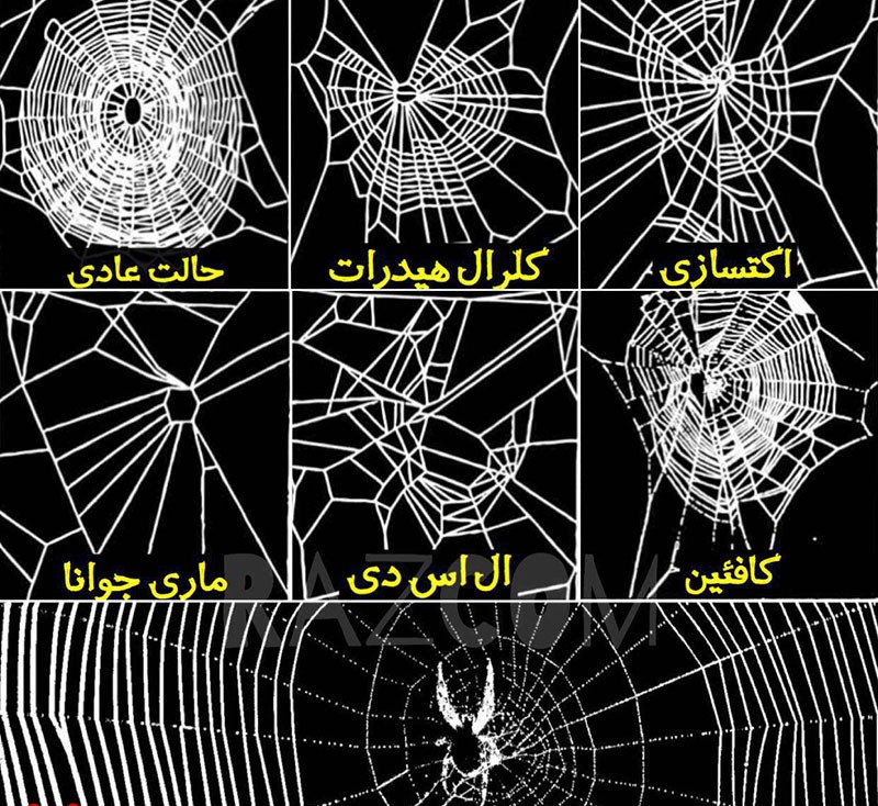 تأثیرات عجیب مواد مخدر بر عنکبوت + عکس