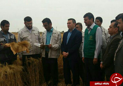 مراسم جشن شکرگزاری و برداشت محصول جو در گلستان+تصاویر