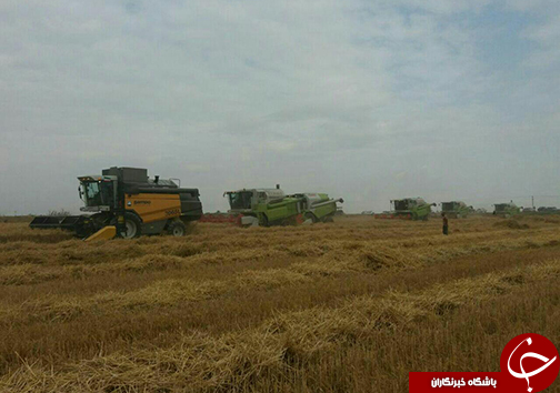 مراسم جشن شکرگزاری و برداشت محصول جو در گلستان+تصاویر