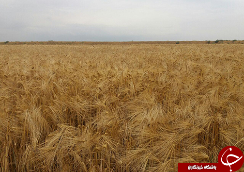 مراسم جشن شکرگزاری و برداشت محصول جو در گلستان+تصاویر