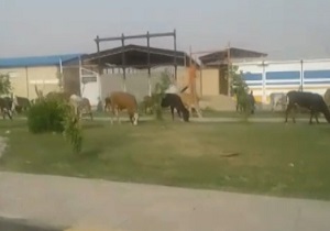 چرای احشام در میدان اصلی شهر! + فیلم
