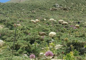 آغاز ورود مجاز دام به ۱۴۴ هزار هکتار از مراتع ییلاقی گلپایگان
