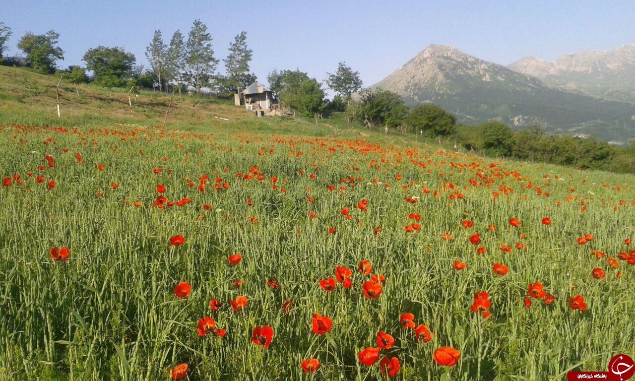 نمایی از دشت گل&zwnj;های بهاری در شورکچال + تصاویر