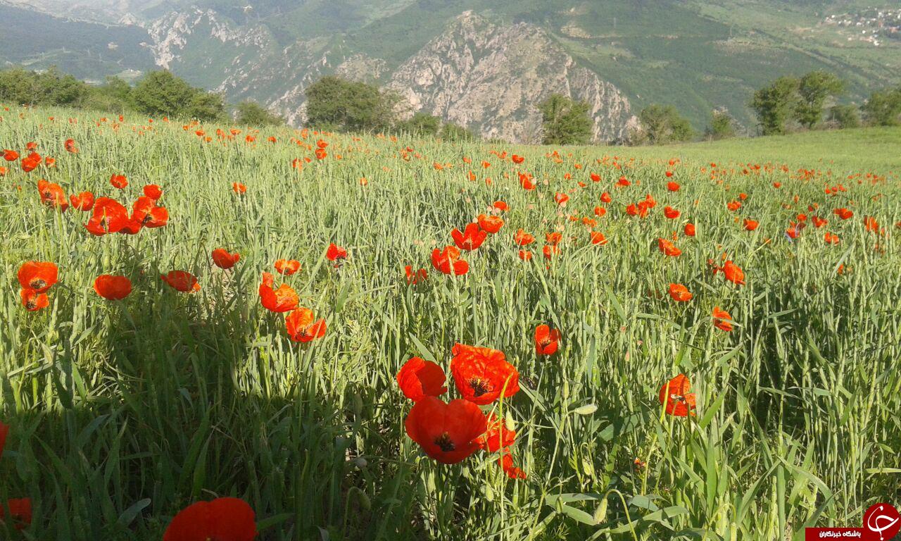 نمایی از دشت گل&zwnj;های بهاری در شورکچال + تصاویر