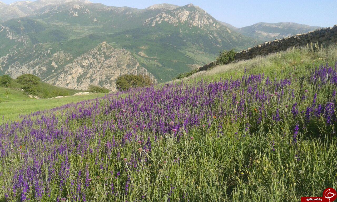 نمایی از دشت گل&zwnj;های بهاری در شورکچال + تصاویر