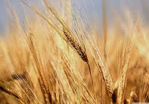 راه اندازی ۲۶ مرکز خرید گندم در آذربایجان غربی