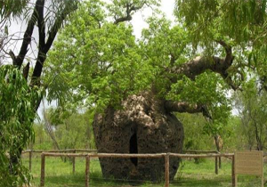 درختی که ۳۰ زندانی در آن حبس بوده اند