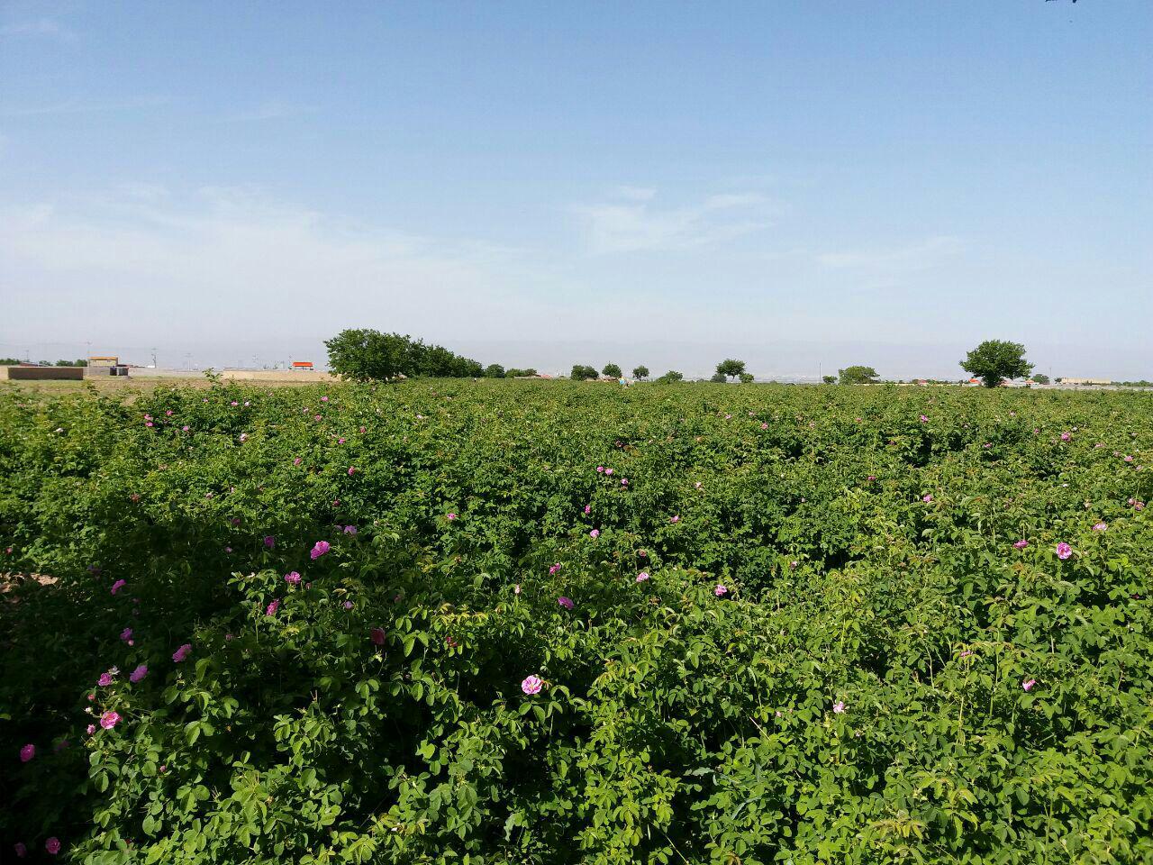 سومین جشنواره برداشت گل محمدی در مشهد