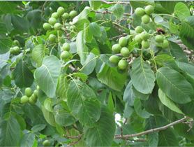 اصلاح باغات گردوی سردشت