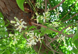 شکوفه دهی درختان چریش