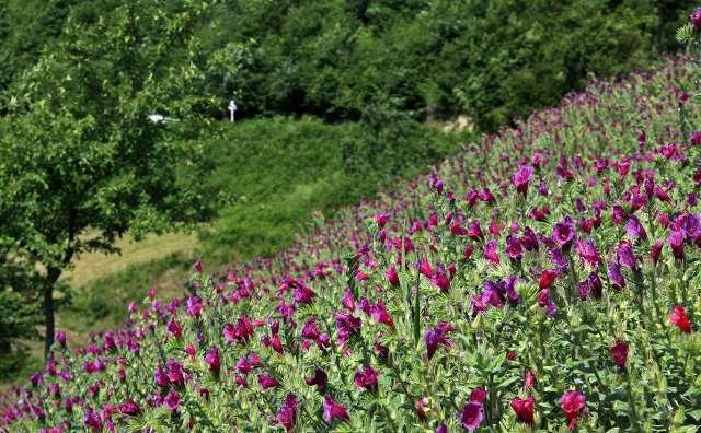 پیش بینی برداشت 16 تن گل گاوزبان در استان كرمان